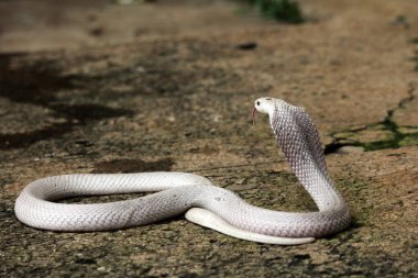 Hayvanat bahçesindeki tehlikeli kobra, kapat.