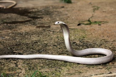 Hayvanat bahçesindeki tehlikeli kobra, kapat.
