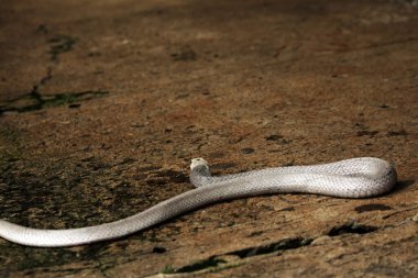 Hayvanat bahçesindeki tehlikeli kobra, kapat.