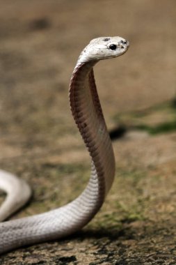 Hayvanat bahçesindeki tehlikeli kobra, kapat.