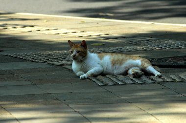 Caddedeki şirin kedi, kapat.