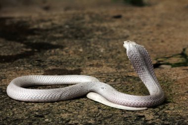 Hayvanat bahçesindeki tehlikeli kobra, kapat.