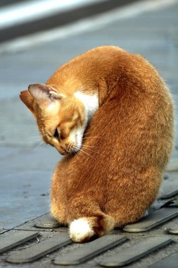 Şirin kedi sokakta kendini tımar ediyor.