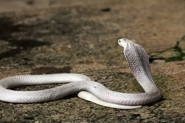 Hayvanat bahçesindeki tehlikeli kobra, kapat.