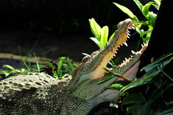 Hayvanat bahçesindeki timsahın yakın görüntüsü