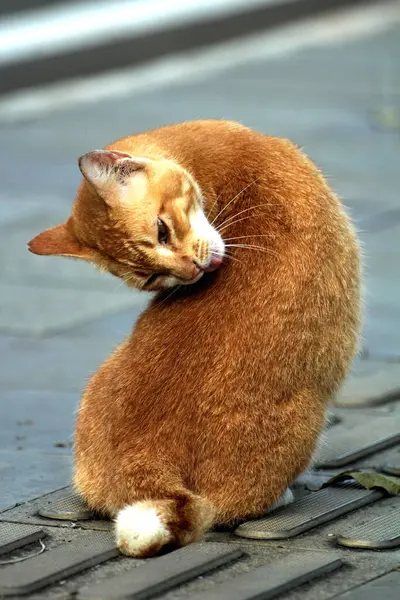 Şirin kedi sokakta kendini tımar ediyor.