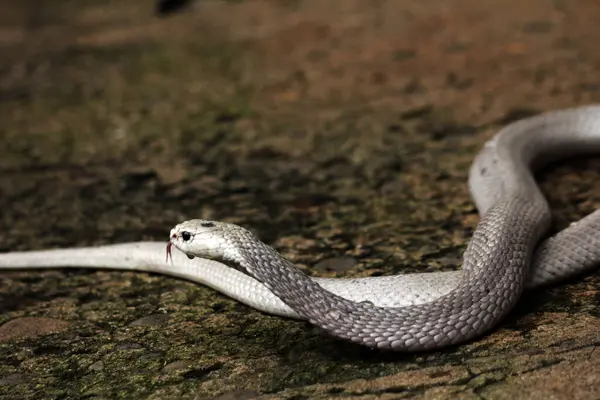 Hayvanat bahçesindeki tehlikeli kobra, kapat.