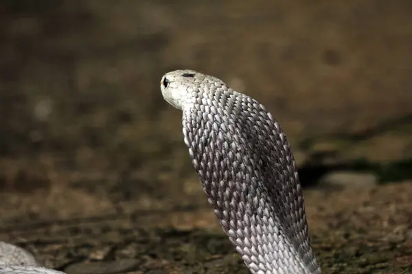 Hayvanat bahçesindeki tehlikeli kobra, kapat.