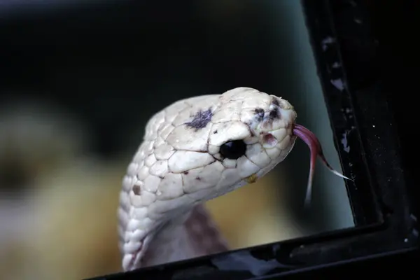 Hayvanat bahçesindeki tehlikeli kobra, kapat.