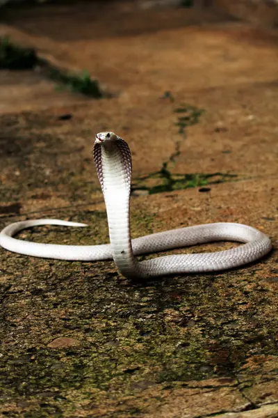 Hayvanat bahçesindeki tehlikeli kobra, kapat.