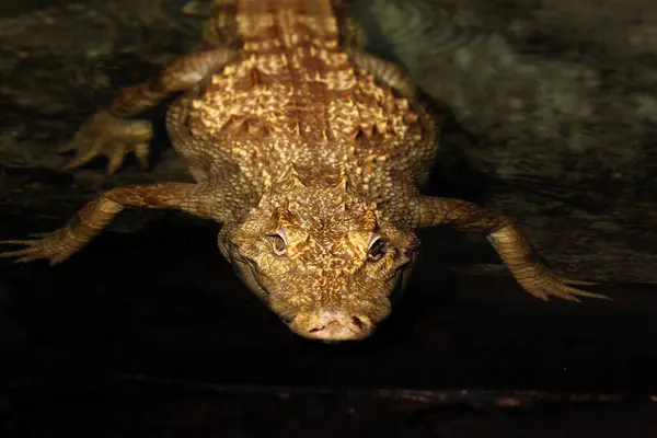 Hayvanat bahçesindeki timsahın yakın görüntüsü