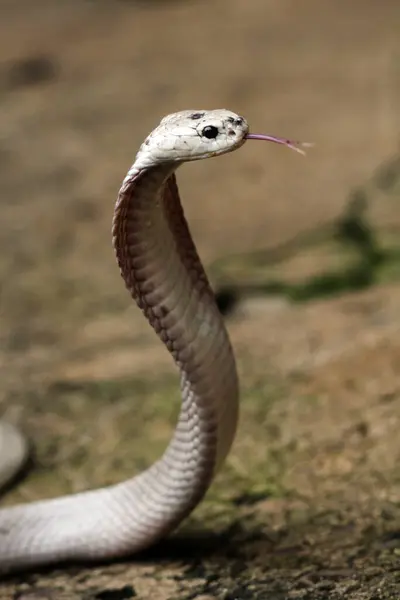 Hayvanat bahçesindeki tehlikeli kobra, kapat.