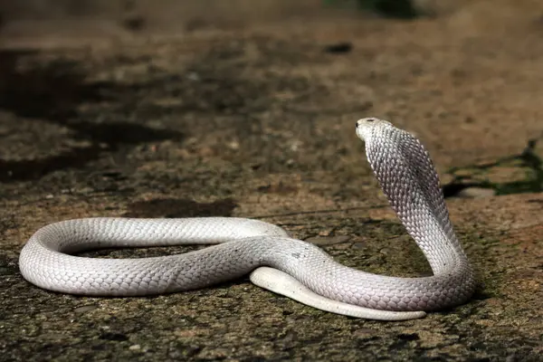 Hayvanat bahçesindeki tehlikeli kobra, kapat.