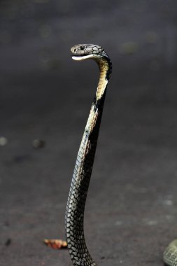 Tehlikeli kobra yerde, yaklaş.