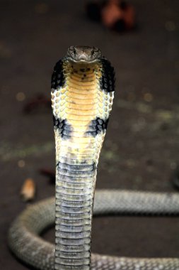 Tehlikeli kobra yerde, yaklaş.