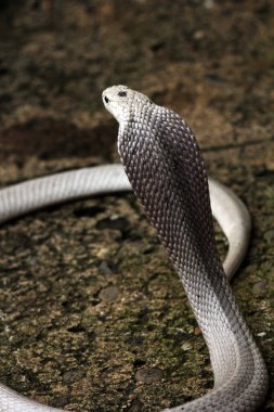 Tehlikeli kobra yerde, yaklaş.