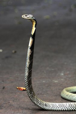 Tehlikeli kobra yerde, yaklaş.