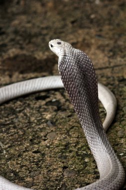 Tehlikeli kobra yerde, yaklaş.