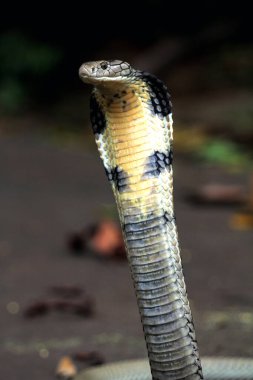 Tehlikeli kobra yerde, yaklaş.