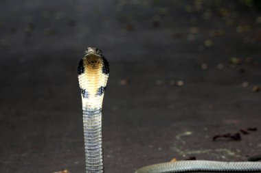 Tehlikeli kobra yerde, yaklaş.