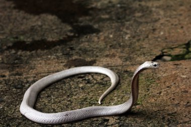Tehlikeli kobra yerde, yaklaş.