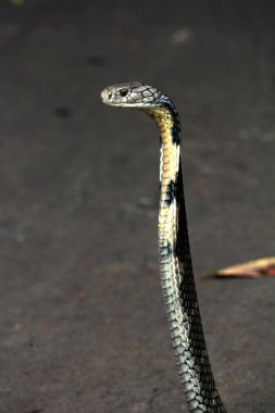 Tehlikeli kobra yerde, yaklaş.