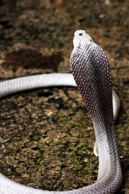 Tehlikeli kobra yerde, yaklaş.