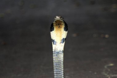 Tehlikeli kobra yerde, yaklaş.