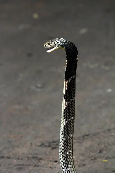 Tehlikeli kobra yerde, yaklaş.