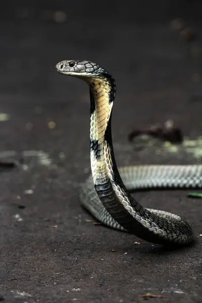 Stock image dangerous cobra on the ground, close up