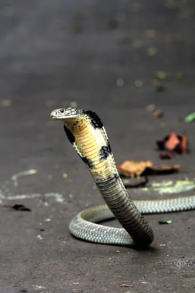 stock image dangerous cobra on the ground, close up