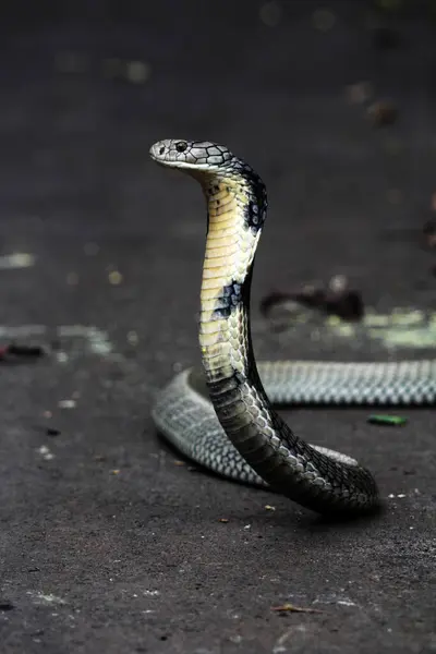 Stock image dangerous cobra on the ground, close up