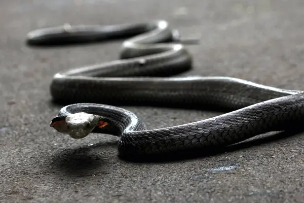 Tehlikeli kobra yerde, yaklaş.