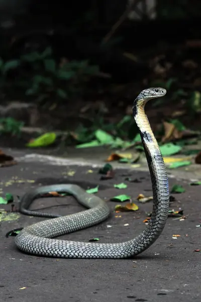 Tehlikeli kobra yerde, yaklaş.