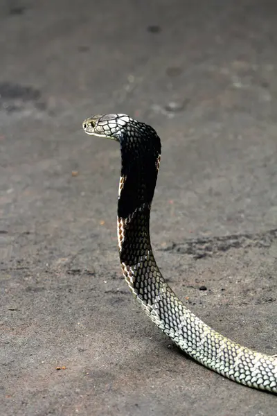 Tehlikeli kobra yerde, yaklaş.