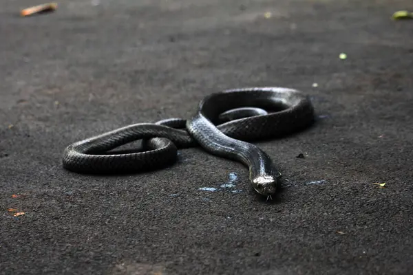 stock image dangerous cobra on the ground, close up