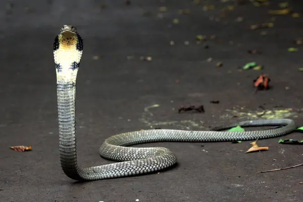 Tehlikeli kobra yerde, yaklaş.