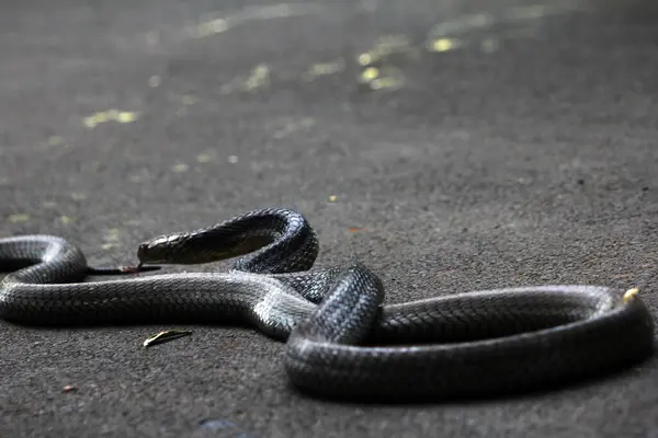 Tehlikeli kobra yerde, yaklaş.