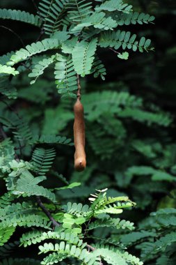 Tamarind ya da Tamarindus indica, Tadı ekşi olan bir meyve türüdür; aynı zamanda onu üreten ağacın adı da Fabaceae ailesine aittir..