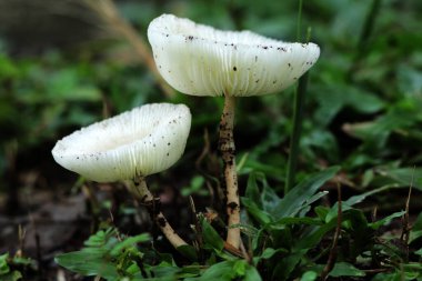 Leucocoprinus cepaestipes, whitish lepiotoid mushrooms that appears in urban settings on woodchips, as well as in woods. clipart