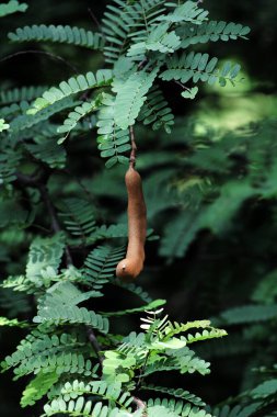 Tamarind ya da Tamarindus indica, Tadı ekşi olan bir meyve türüdür; aynı zamanda onu üreten ağacın adı da Fabaceae ailesine aittir..