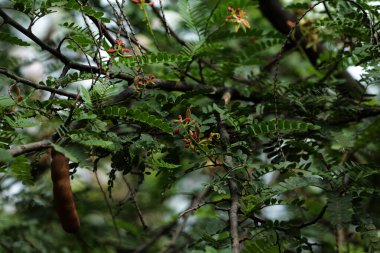 Tamarind veya Tamarindus indica, tadı ekşi olan meyve türü; aynı zamanda onu üreten ağacın adı, ki hala Fabaceae ailesine aittir.