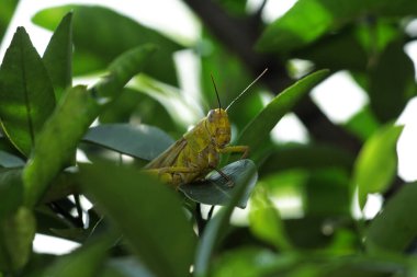 Valanga nigricornis, Acrididae familyasından bir çekirge türüdür..