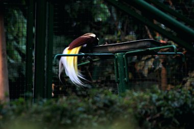 Kuş parkındaki ağaçtaki renkli küçük kuş. Güzel sarı doğulu bir kuş.