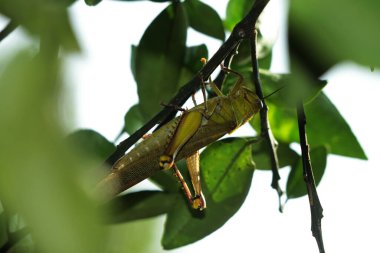 Valanga nigricornis, Acrididae familyasından bir çekirge türüdür..