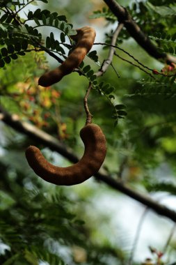 Tamarind veya Tamarindus indica, tadı ekşi olan meyve türü; aynı zamanda onu üreten ağacın adı, ki hala Fabaceae ailesine aittir.