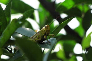 Valanga nigricornis, Acrididae familyasından bir çekirge türüdür..