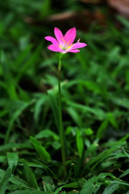 Pembe Yağmur Zambağı veya Zephyranthes Dakika çiçek açıyor.