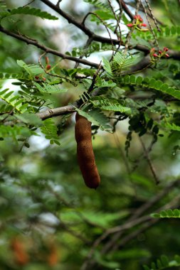 Tamarind ya da Tamarindus indica, Tadı ekşi olan bir meyve türüdür; aynı zamanda onu üreten ağacın adı da Fabaceae ailesine aittir..