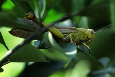 Valanga nigricornis, Acrididae familyasından bir çekirge türüdür..